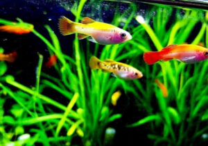 Molly Fish Care