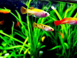 Molly Fish Care