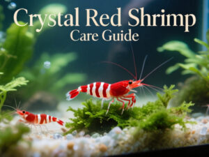 Crystal Red Shrimp Care Guide