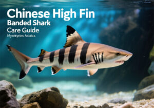 Chinese High Fin Banded Shark Care Guide