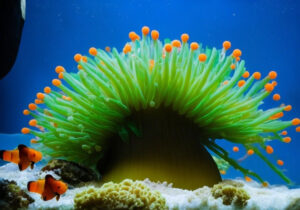 Bubble Tip Anemone Care Guide