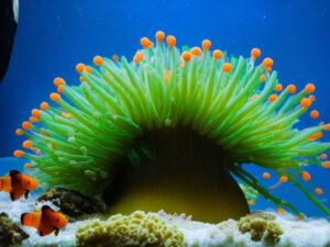 Bubble Tip Anemone Care Guide
