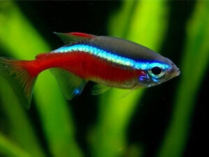 Cardinal Tetra Care Guide