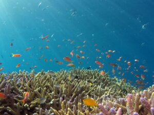 Feather Duster Worm Guide