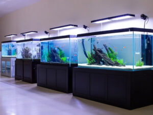 Best 75 Gallon Fish Tanks
