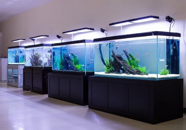 Best 75 Gallon Fish Tanks