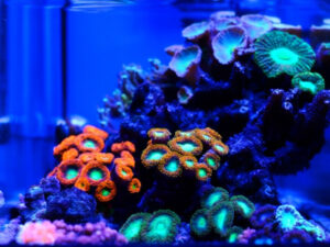 Favia Brain Coral Care Guide