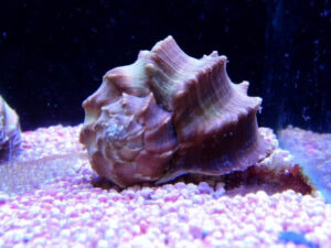 Cerith Snails Care Guide