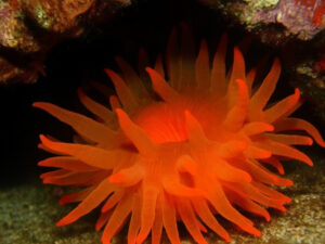 Sun Coral Care Guide