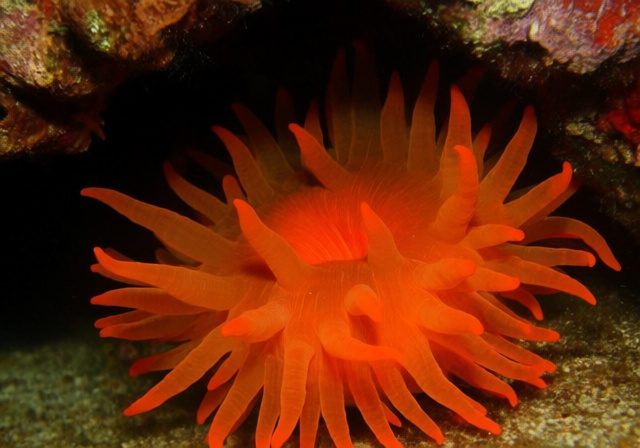 Sun Coral Care Guide
