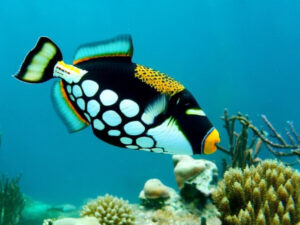 Clown Triggerfish Care Guide