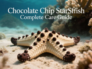 Chocolate Chip Starfish Care Guide