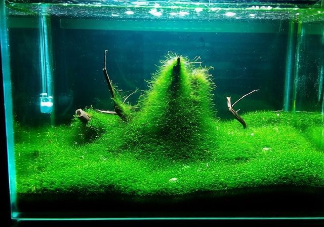 Thai Micro Crab Care Guide