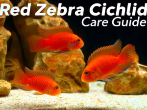 Red Zebra Cichlid Care Guide