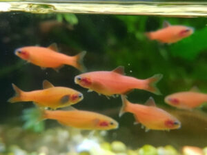 Rosy Red Minnows