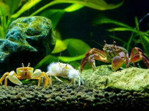 Freshwater Crabs for Aquarium