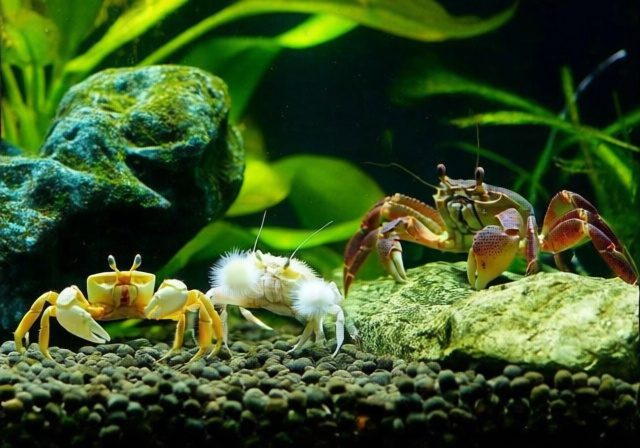 Freshwater Crabs for Aquarium