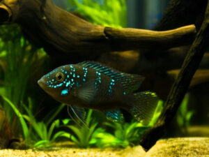 Jack Dempsey Fish Care Guide