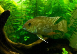 Severum Cichlid Care Guide