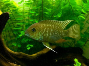 Severum Cichlid Care Guide