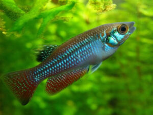 Sparkling Gourami Care Guide