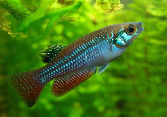 Sparkling Gourami Care Guide 2026 Tank Setup Breeding Tip sparkling-gourami-care-guide-2026-tank-setup-breeding-tip