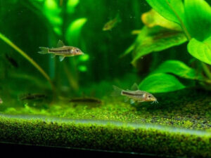 Otocinclus Care Guide