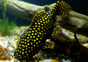 Gold Nugget Pleco Care Guide