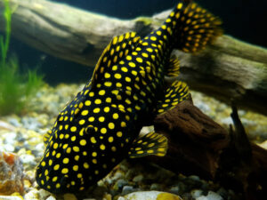 Gold Nugget Pleco Care Guide