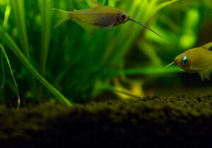 Emperor Tetra Care Guide