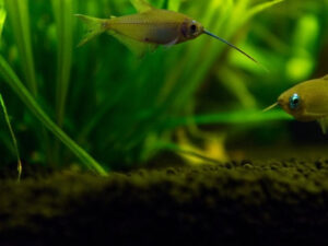 Emperor Tetra Care Guide