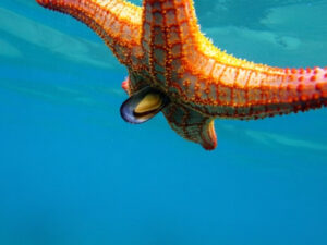 What Do Starfish Eat