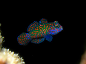 Mandarin Goby Care Guide