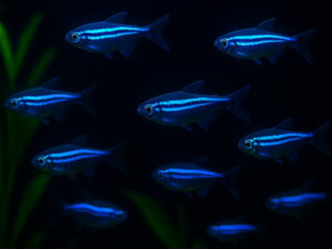 Neon Tetra Care Guide