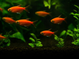 Flame Tetra Care Guide