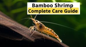 Bamboo Shrimp Complete Care Guide