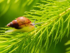 Bladder Snail