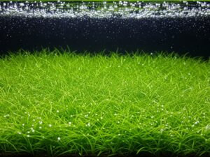 Dwarf Hairgrass Complete Care