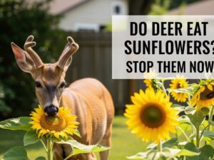 Do Deer Eat Sunflowers