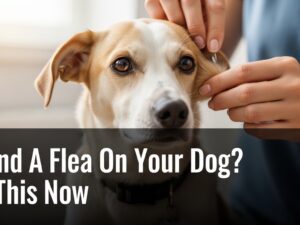 Found A Flea On Your Dog