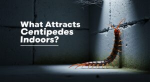 What Attracts Centipedes
