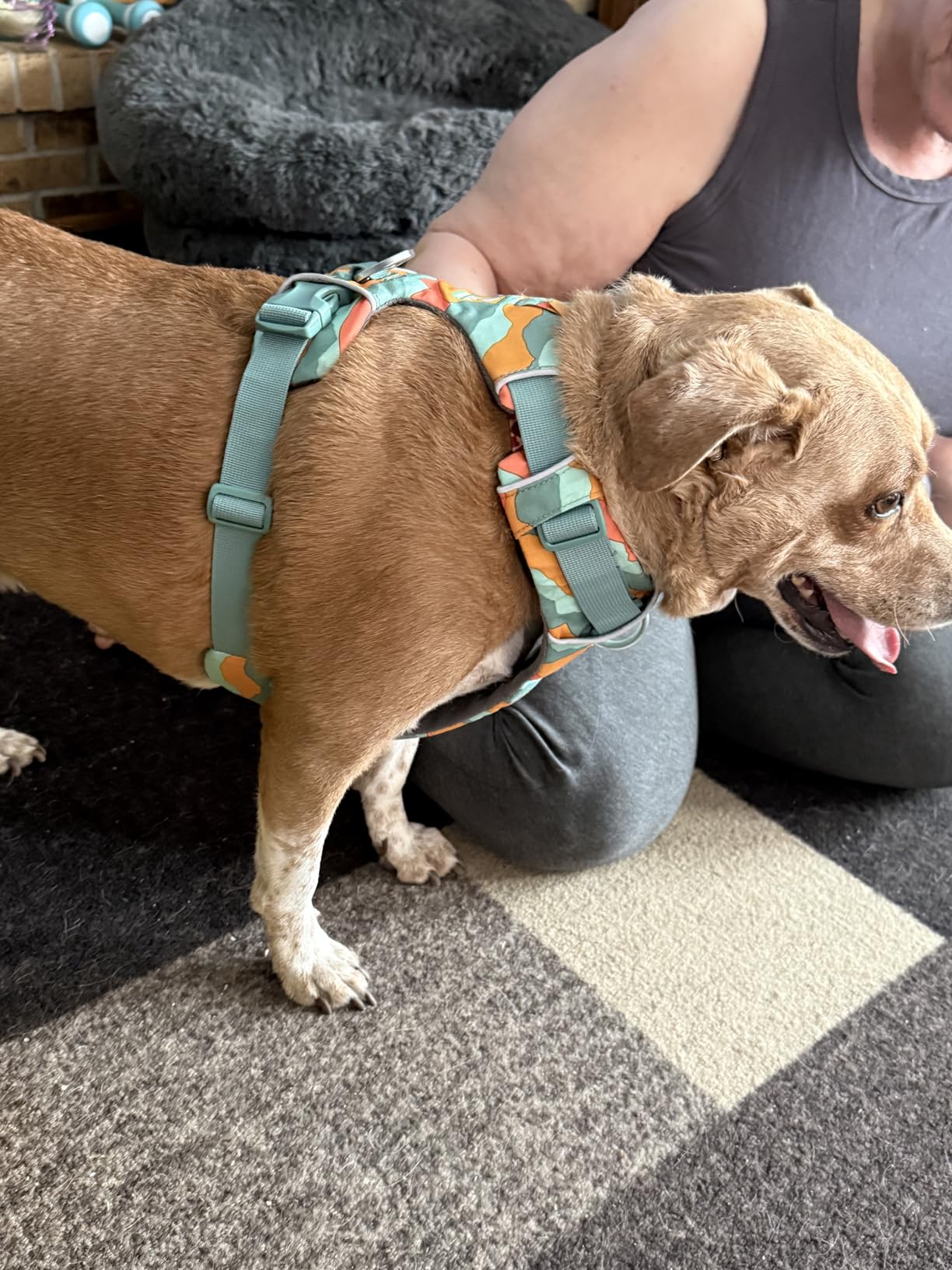 Ruffwear, Front Range Dog Harness, Reflective Soft Padded Everyday Harness with Dual Leash Clips, Adjustable and Lightweight Fit for Training or Walking for All Dogs, Moonlight Mountains, Medium customer photo 2
