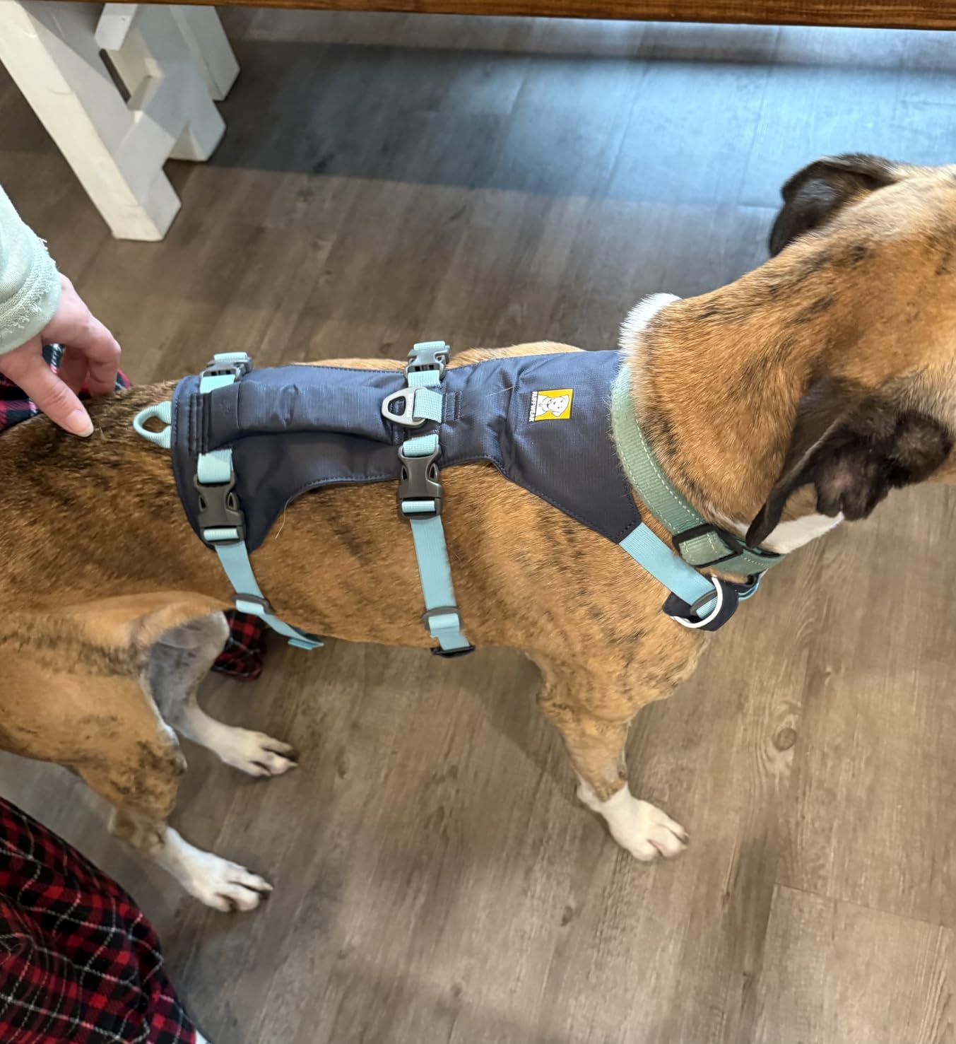 Ruffwear, Flagline Dog Harness, Lightweight and Reflective, No Pull Dog Lift Harness for Hiking, Running and Everyday Use, Basalt Gray, Large/X-Large customer photo 1