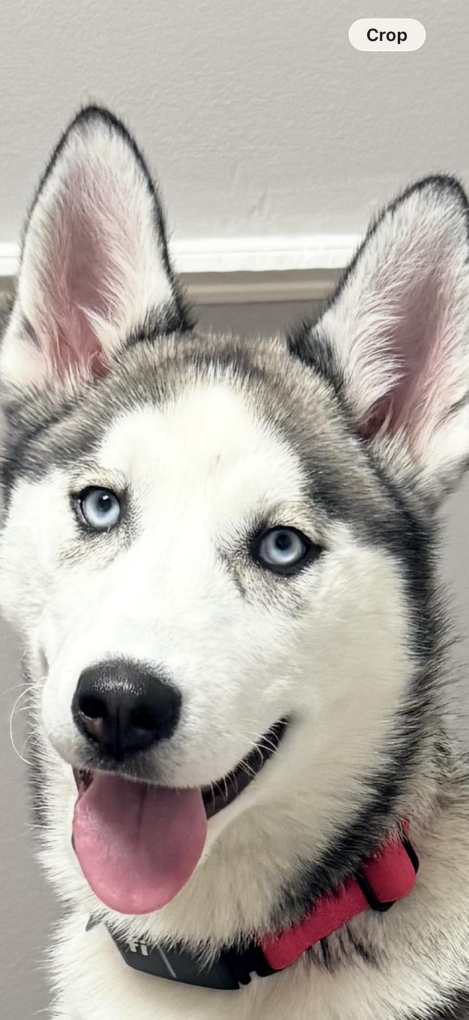 Fi Series 3+ GPS + Health Dog Collar, Blue, Large, 6-Month Membership | Smart GPS dog collar with live tracking, health & behavior, Escape Alerts, LED light. Waterproof and Apple Watch compatible. customer photo 1
