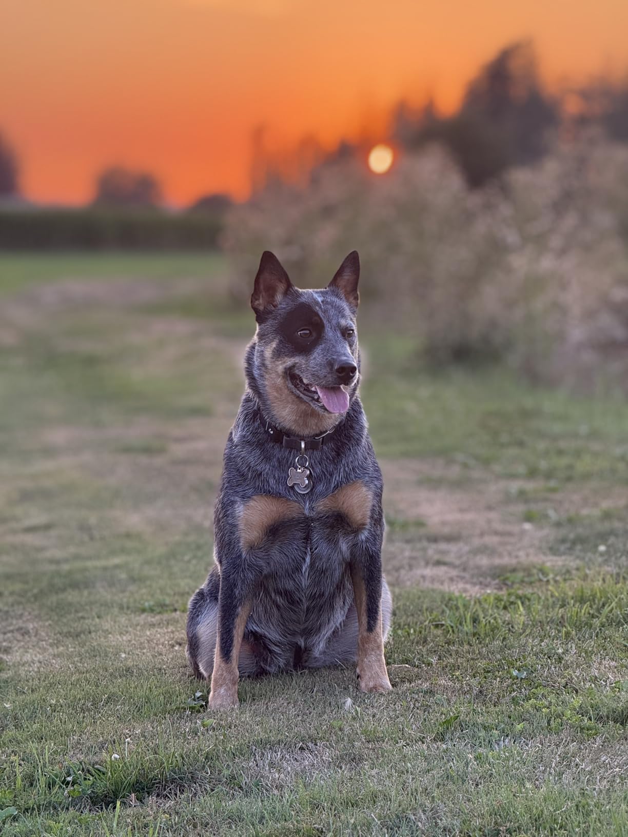 Fi Series 3+ GPS + Health Dog Collar, Blue, Large, 6-Month Membership | Smart GPS dog collar with live tracking, health & behavior, Escape Alerts, LED light. Waterproof and Apple Watch compatible. customer photo 2