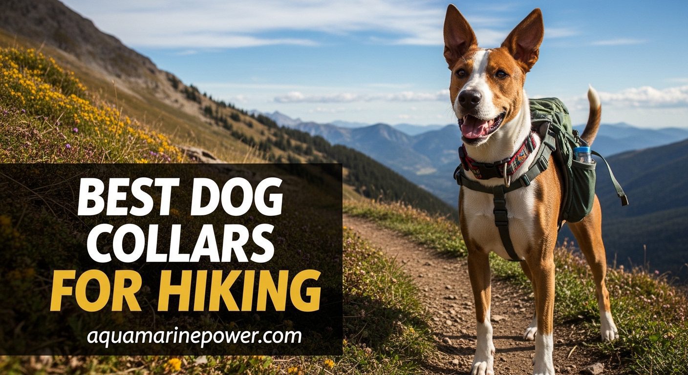 Best Dog Collars For Hiking