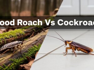 Wood Roach vs Cockroach