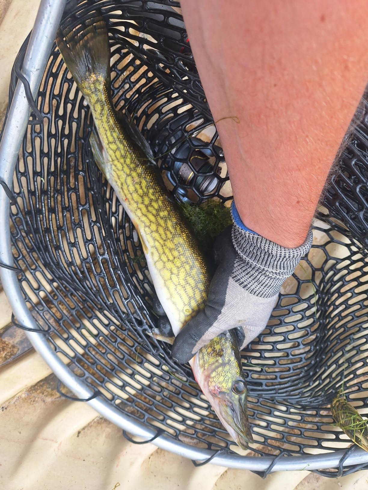 Johnson SM3/4-GLD Tackle Box Standard Minnow Spoon, Gold, 2-3/4-Inch, 3/4-Ounce customer photo 1