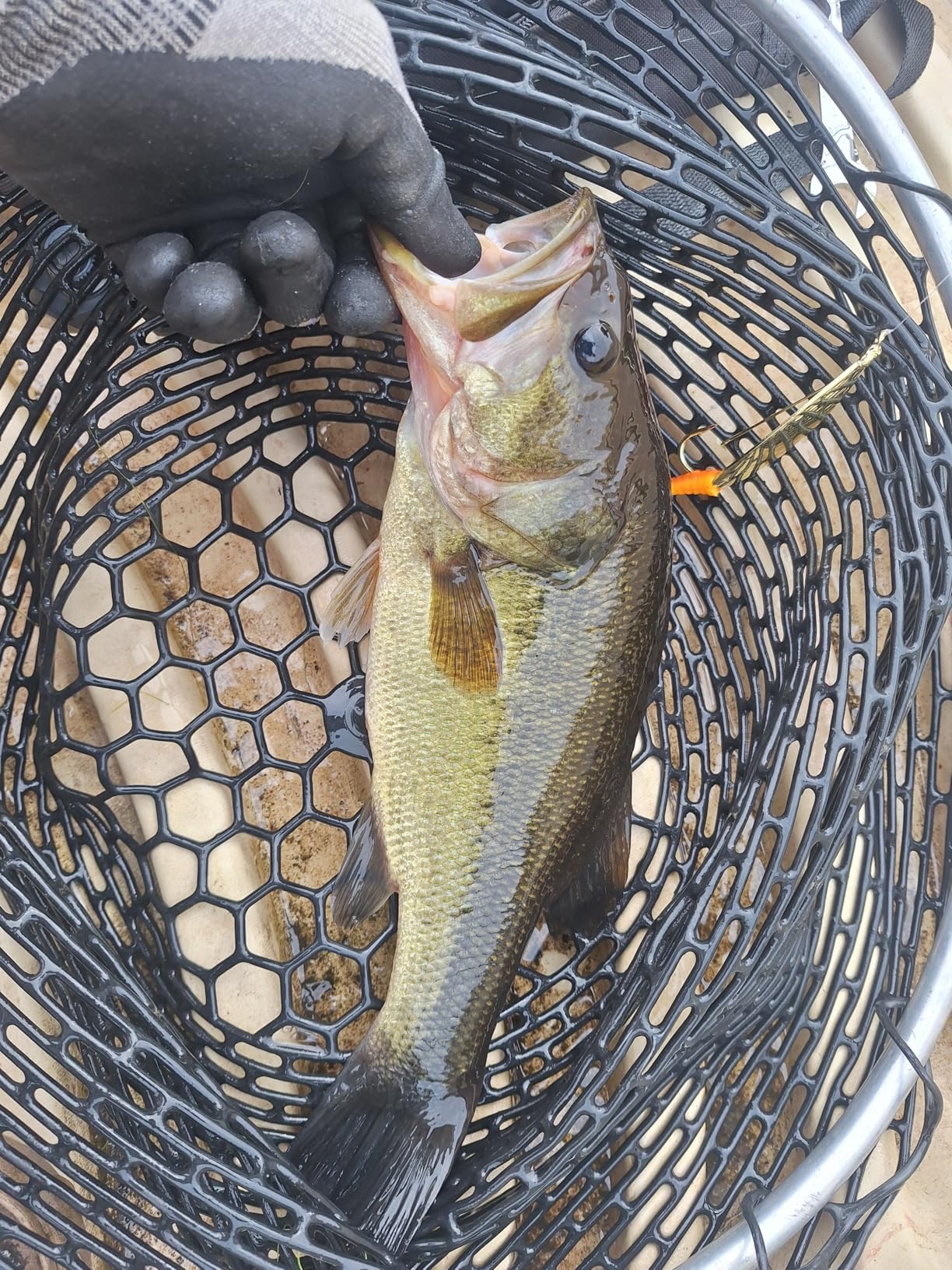 Johnson SM3/4-GLD Tackle Box Standard Minnow Spoon, Gold, 2-3/4-Inch, 3/4-Ounce customer photo 2