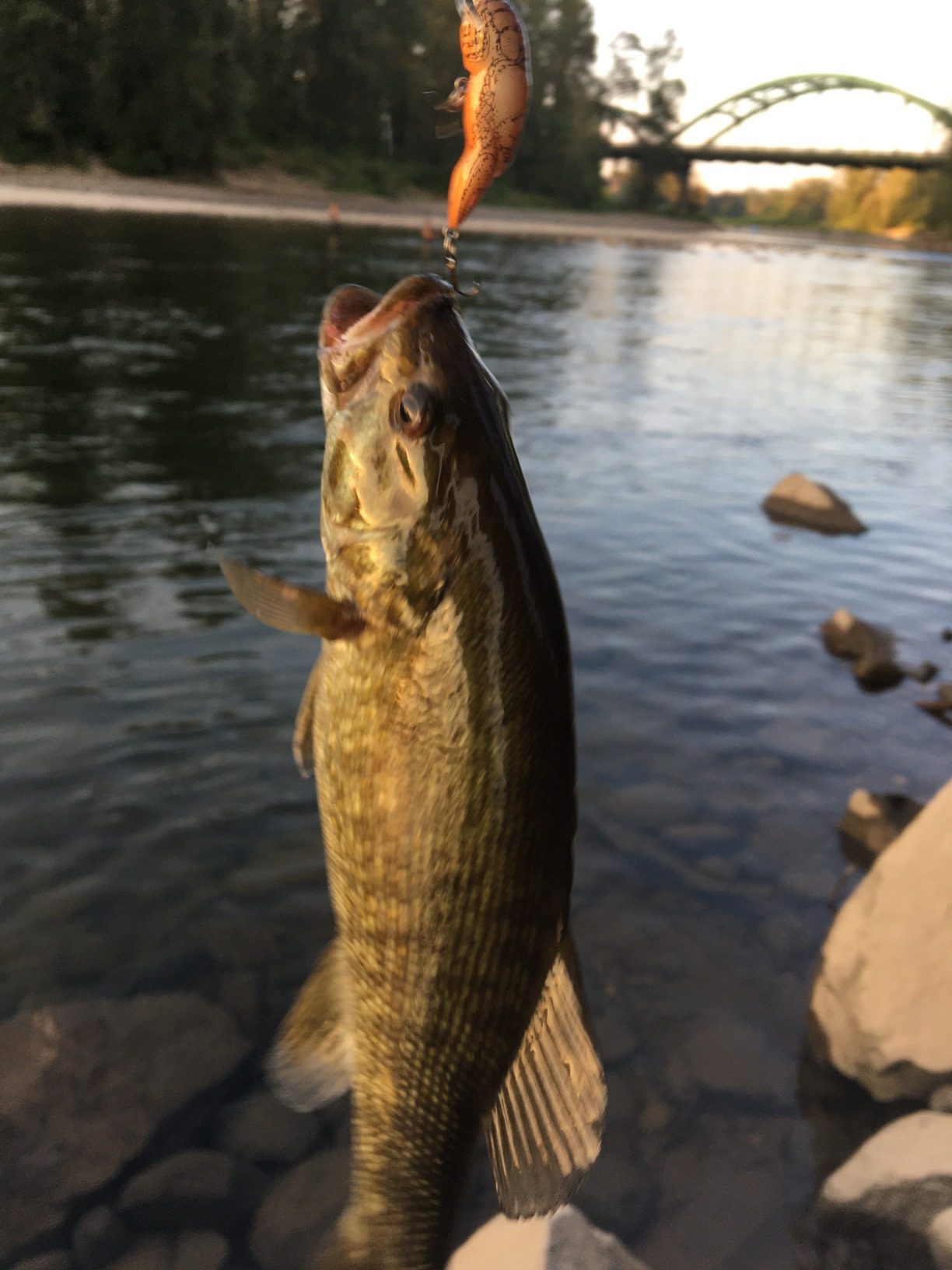 Rebel Lures Original Realistic Crawfish Crankbait customer photo 2